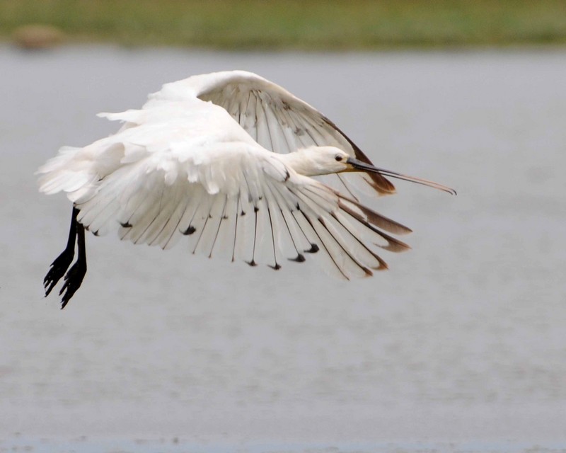 Spoonbill
