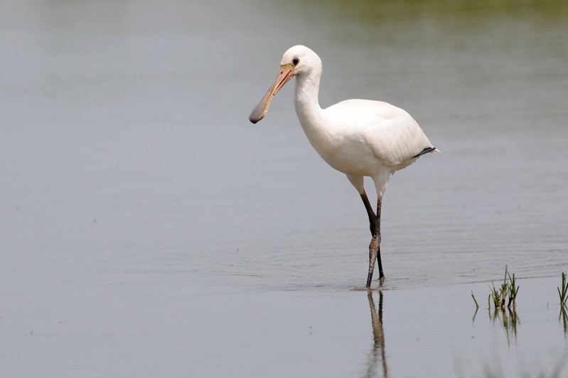 Spoonbill