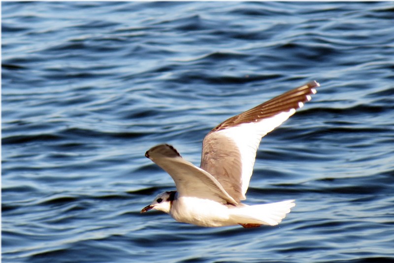 Sabine's Gull