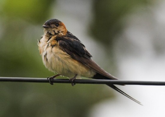 Red-rumped Swallow