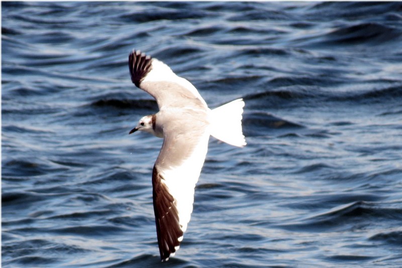Sabine's Gull