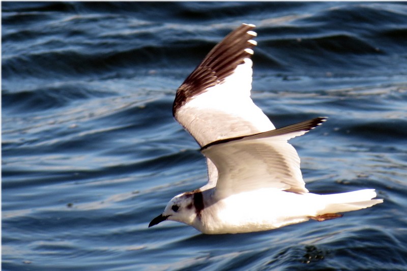 Sabine's Gull