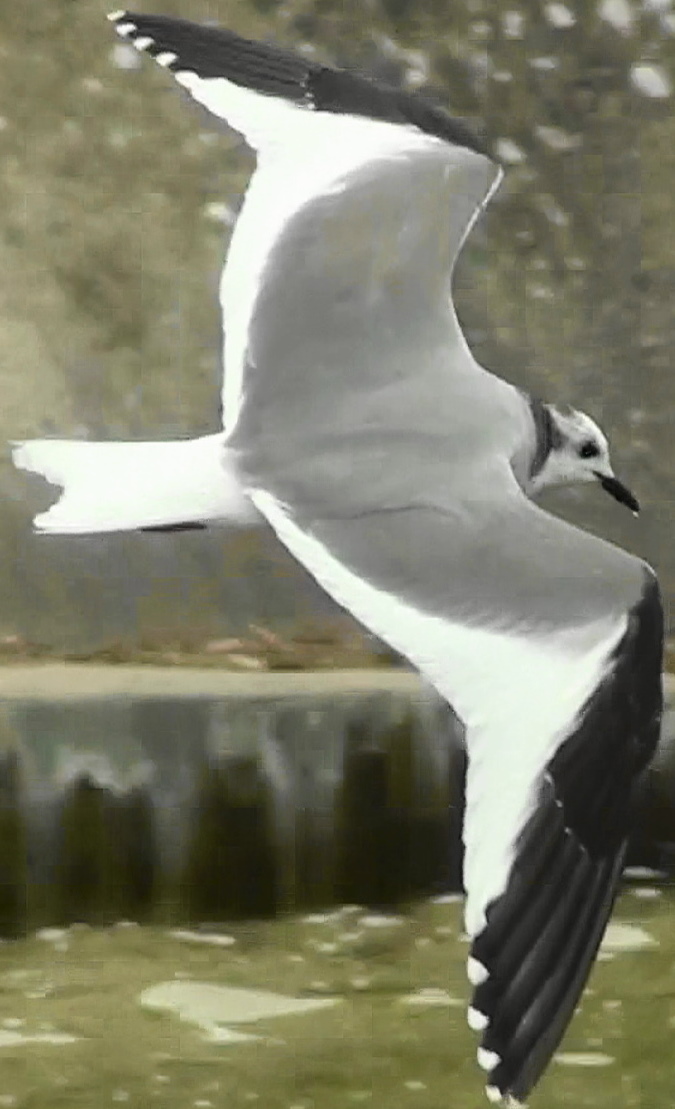 Sabine's Gull