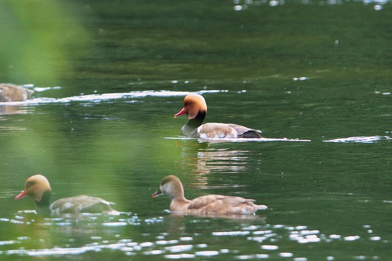 Red-crested Pochard