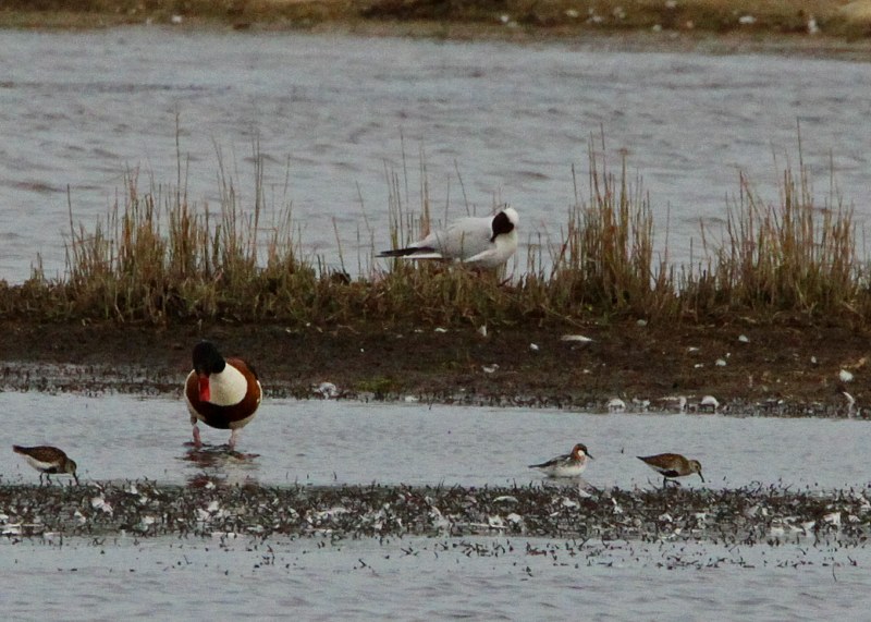 Red-necked Phalarope