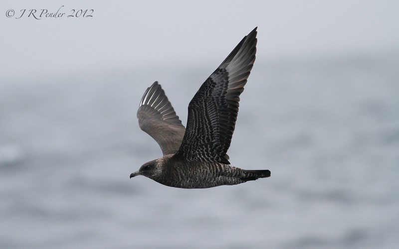 Pomarine Skua