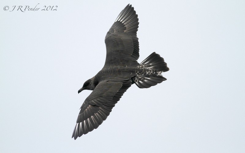 Pomarine Skua