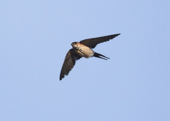 Red-rumped Swallow