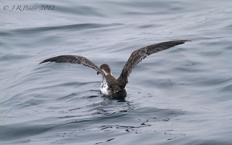 Great Shearwater