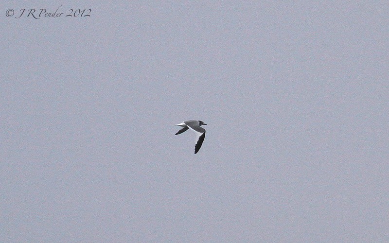 Sabine's Gull