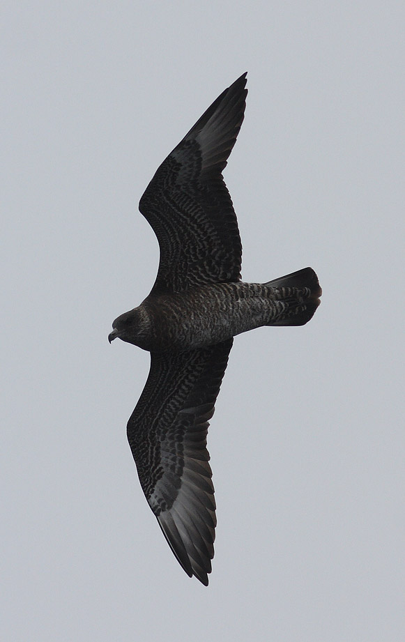 Pomarine Skua