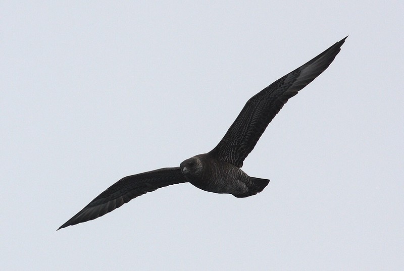 Pomarine Skua