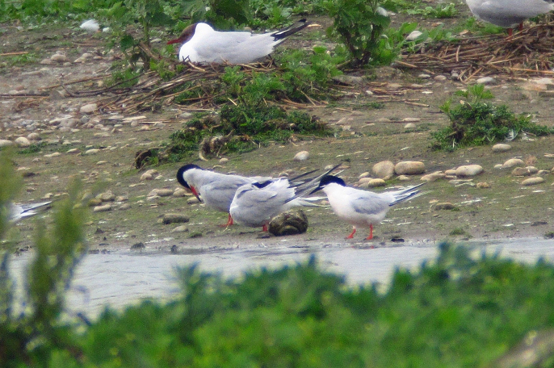 Roseate Tern
