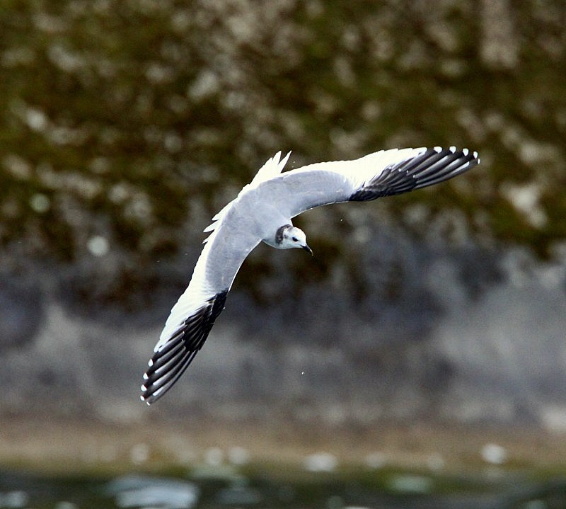 Sabine's Gull