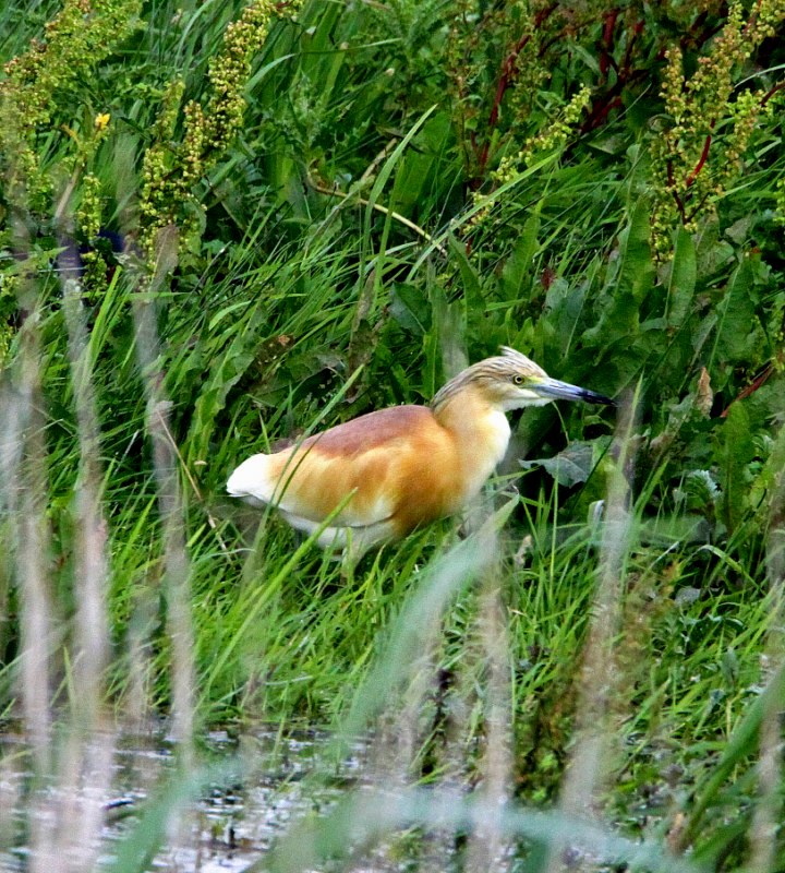 Squacco Heron