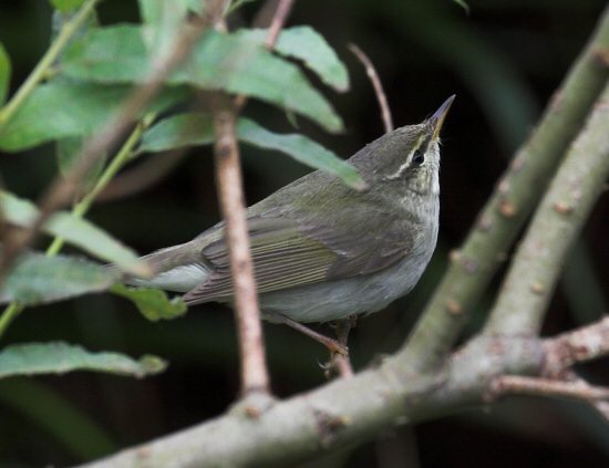 Arctic Warbler
