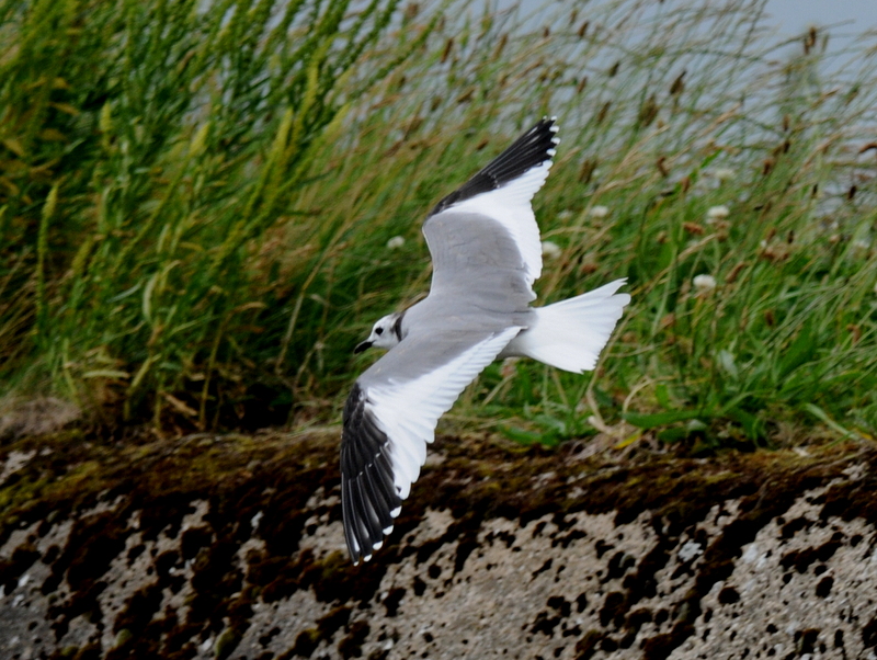 Sabine's Gull