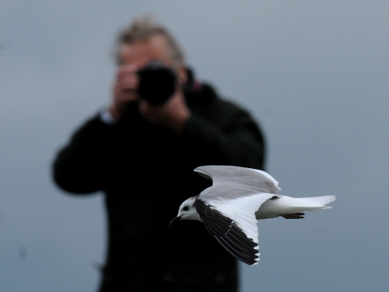 Sabine's Gull