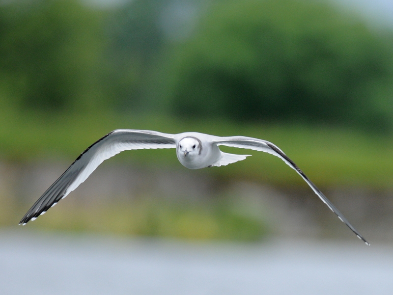 Sabine's Gull