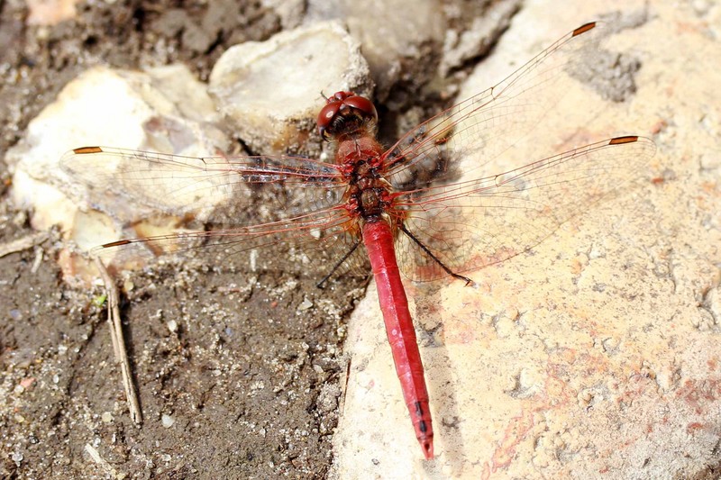 Red-veined Darter dragonfly