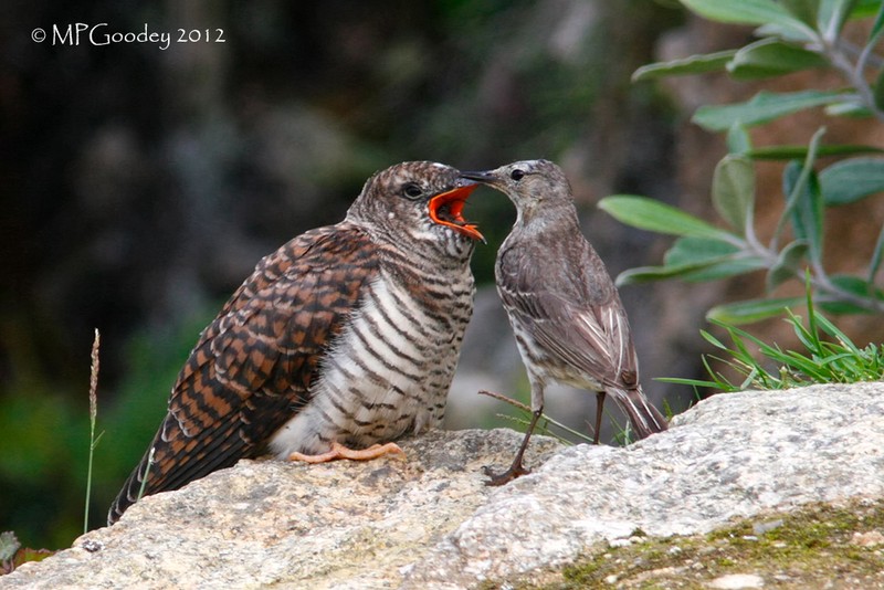 Cuckoo