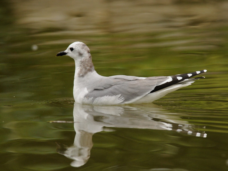 Sabine's Gull