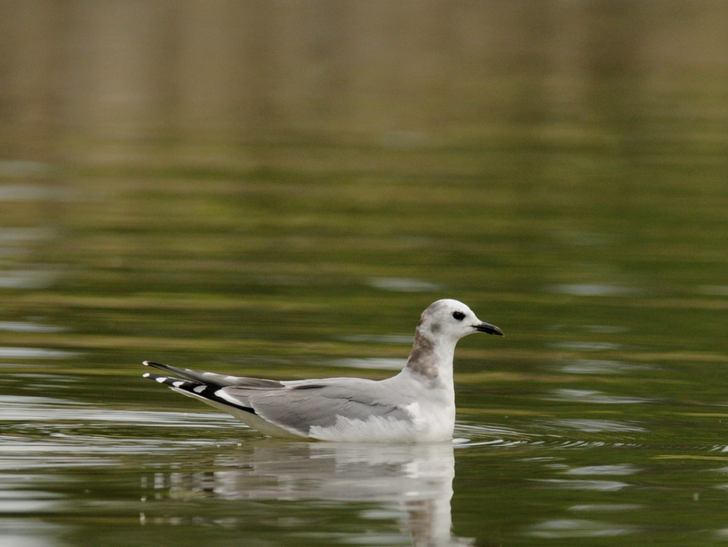 Sabine's Gull