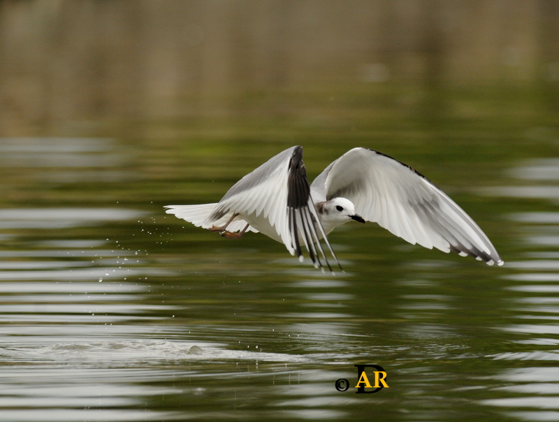 Sabine's Gull