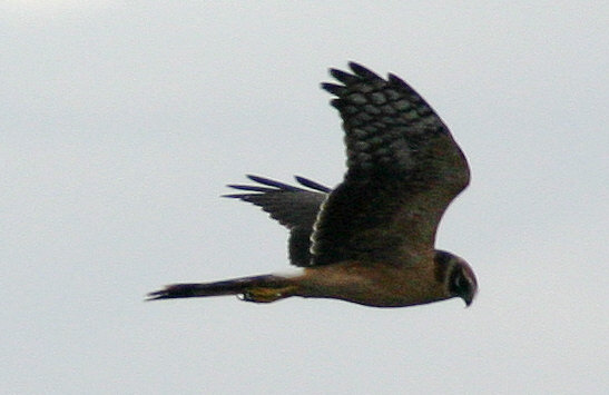 Pallid Harrier