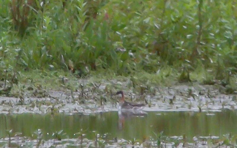 Red-necked Phalarope