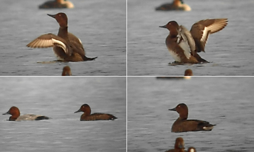 Ferruginous Duck x Pochard hybrid