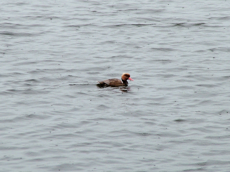 Red-crested Pochard