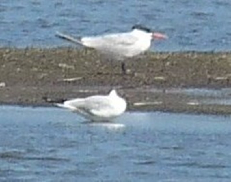 Caspian Tern