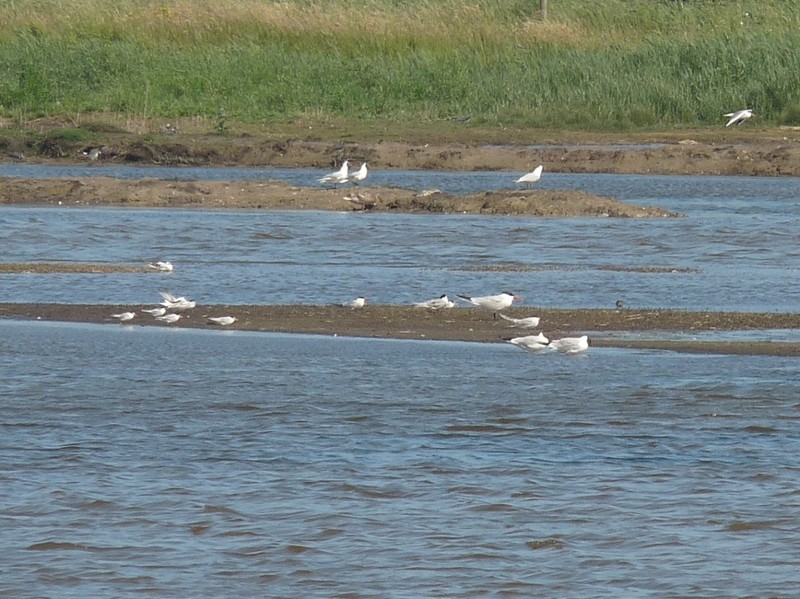 Caspian Tern