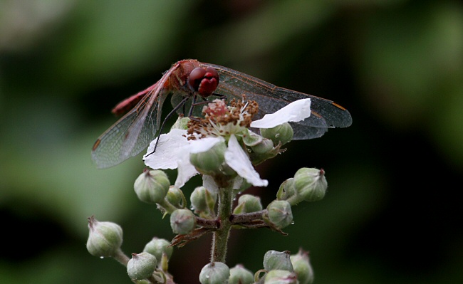 Red-veined Darter dragonfly