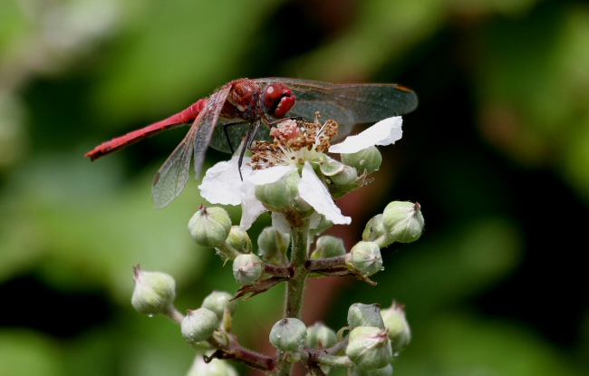 Red-veined Darter dragonfly