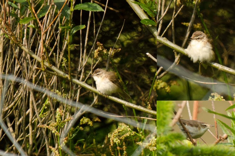 Paddyfield Warbler