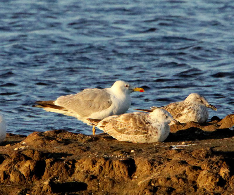Yellow-legged Gull
