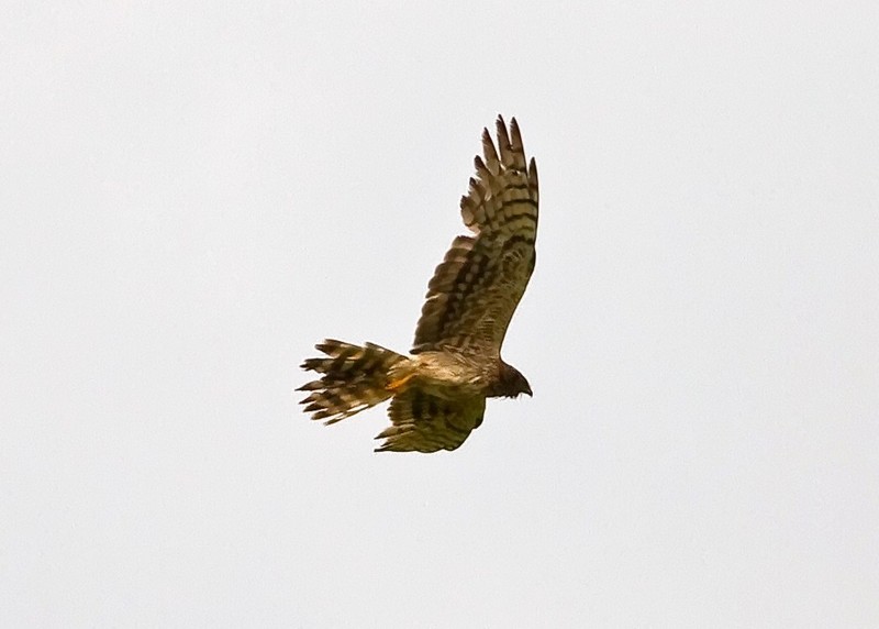 Montagu's Harrier