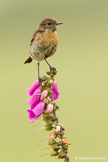 Stonechat