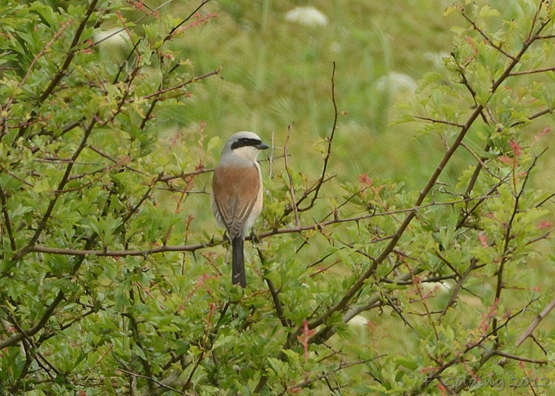 Red-backed Shrike