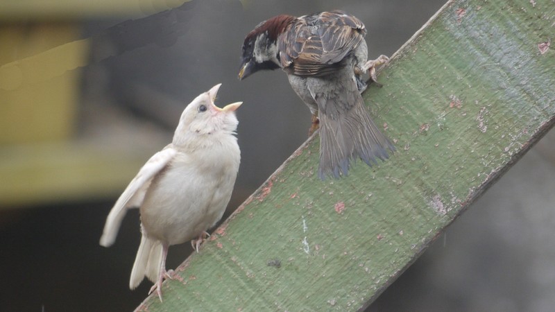 House Sparrow