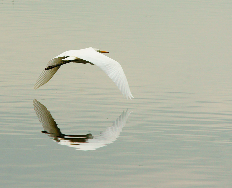 Great White Egret