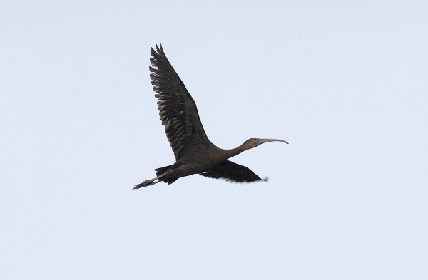Glossy Ibis