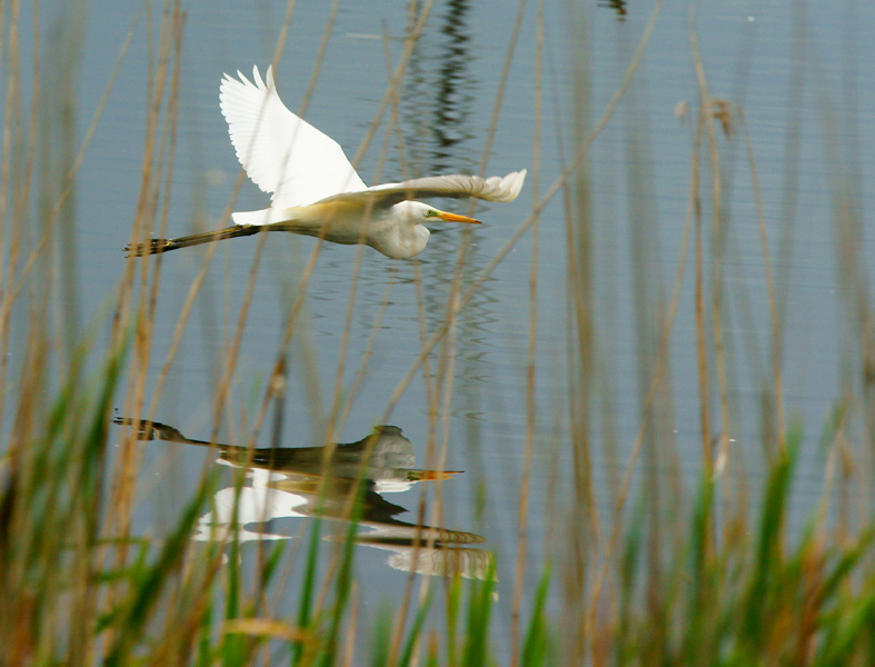 Great White Egret
