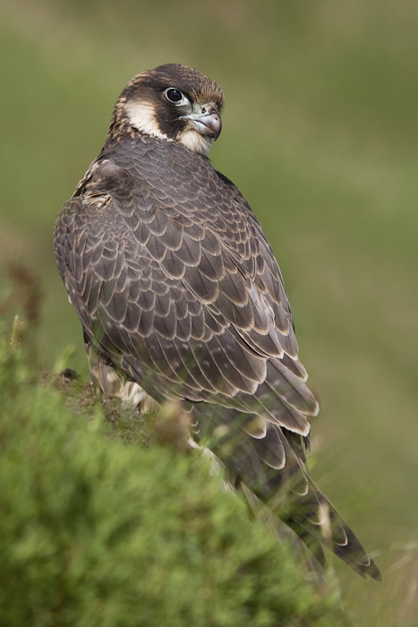 Peregrine