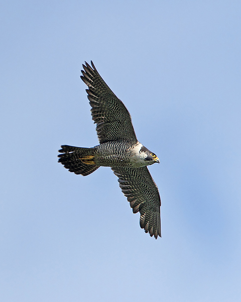 Peregrine
