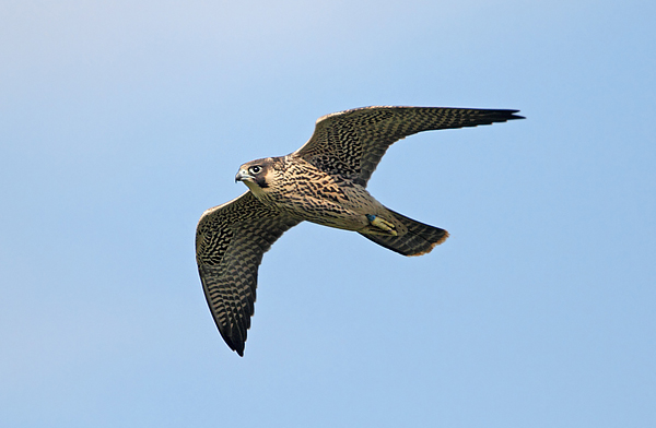 Peregrine