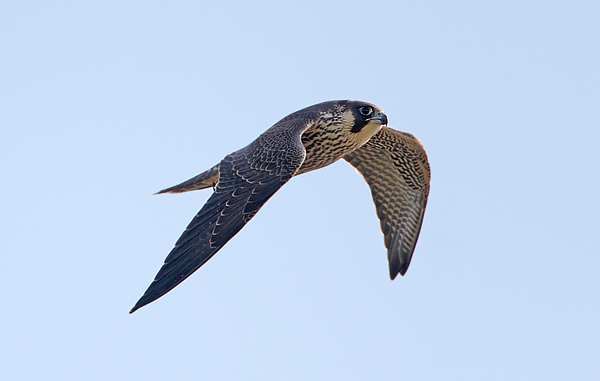 Peregrine