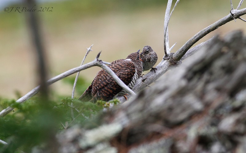 Cuckoo